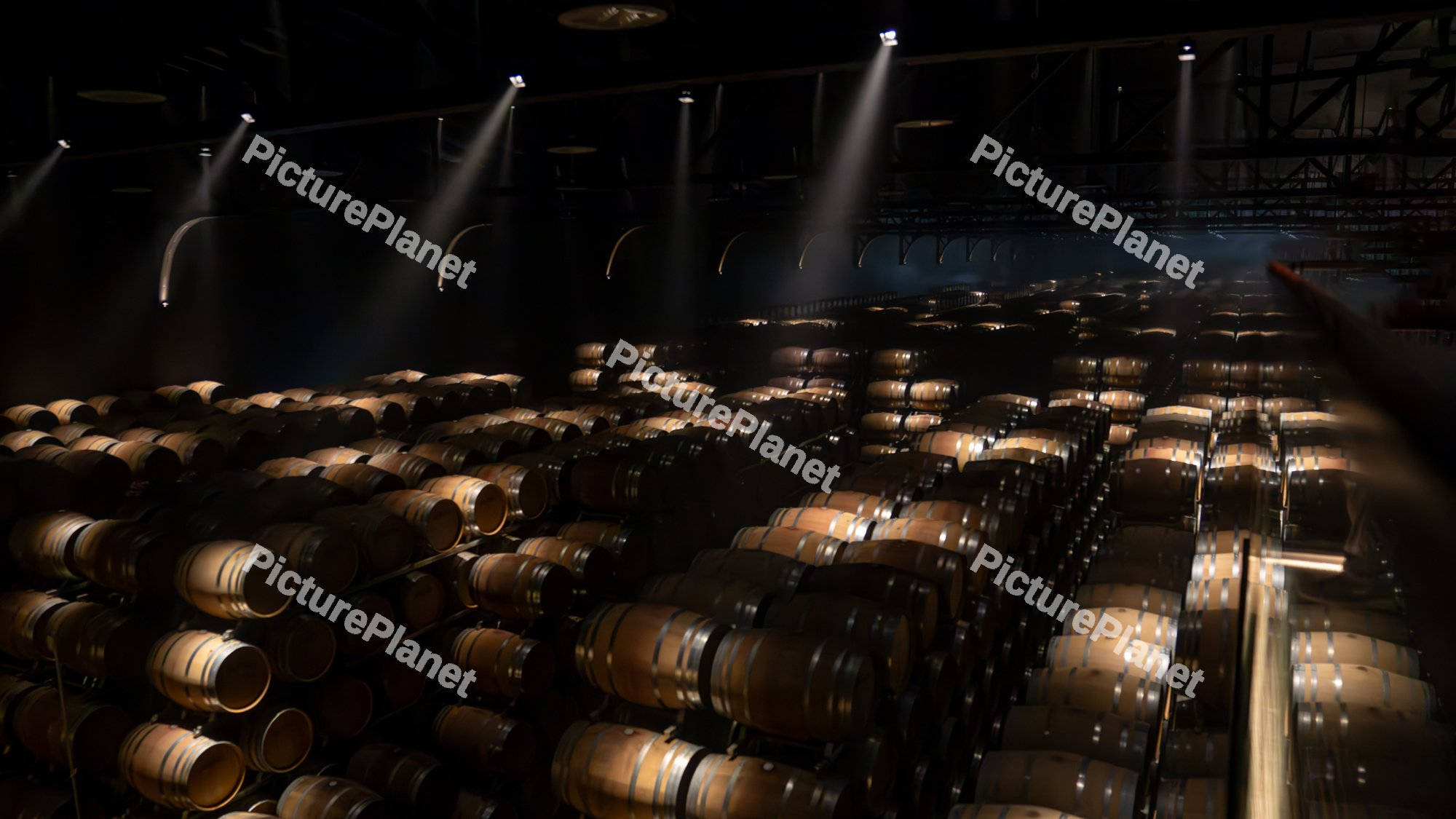 Oak barrels in the wine cellar
